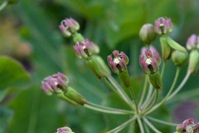 Clasping Milkweed