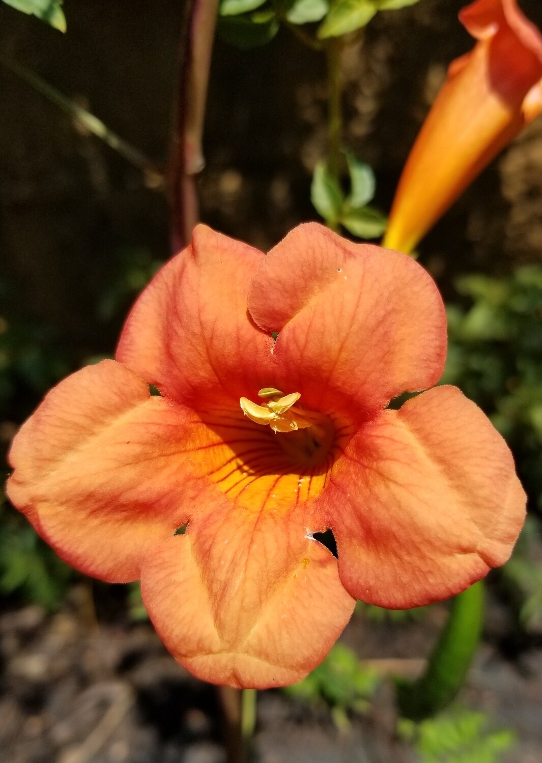 Trumpet Creeper