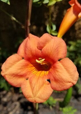 Trumpet Creeper