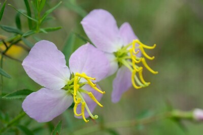 Maryland Meadowbeauty