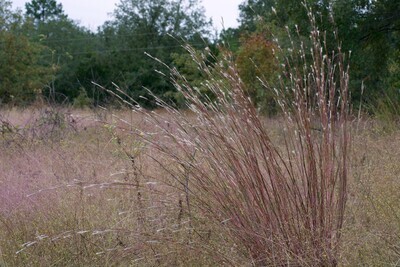 Splitbeard Bluestem