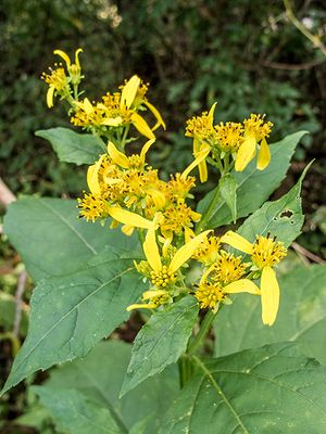 Yellow Crownbeard