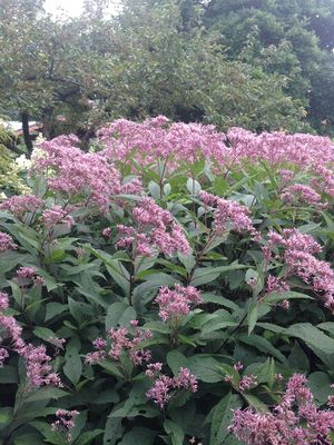 Coastal Plain Joe Pye Weed 'Little Joe' Coastal Plain Joe Pye Weed 'Little Joe'