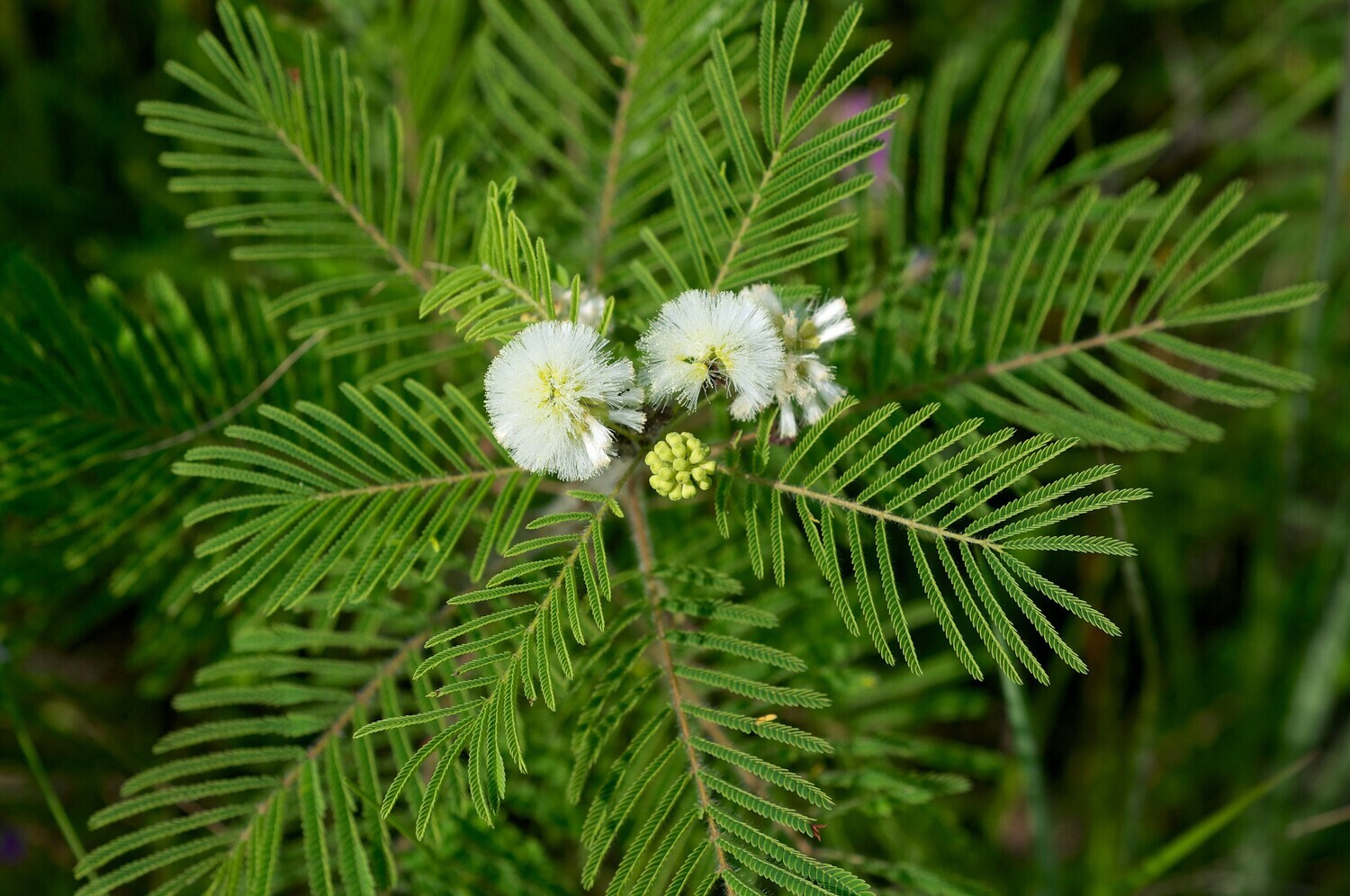 Illinois Bundleflower