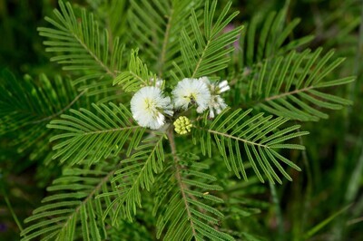 Illinois Bundleflower