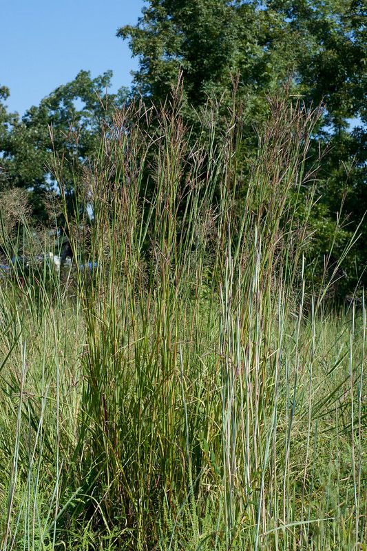 Big Bluestem