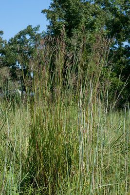 Big Bluestem