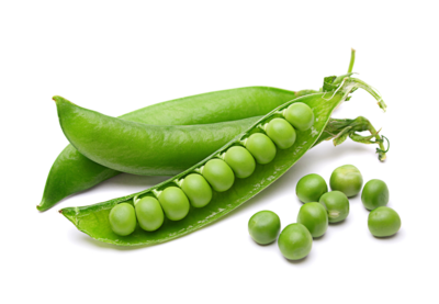 Heirloom English Knight Peas- Individual Seed Pack