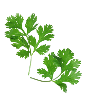 Heirloom Coriander - Cilantro - Herb - Individual Seed Pack