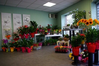 Plantes d'intérieur
