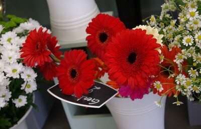 Gerbera (à l'unité)