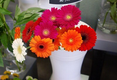 Germini (à l'unité)