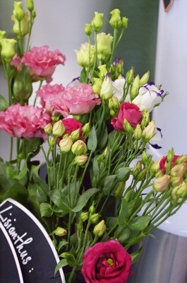 Lisianthus (à l'unité)