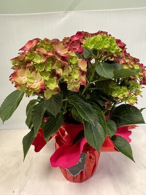 Hortensia