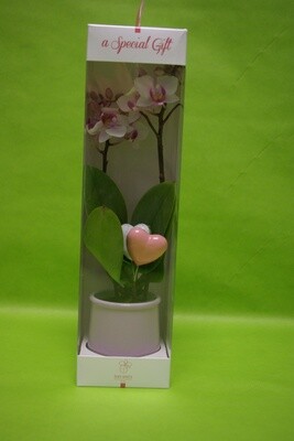 Petite Orchidée