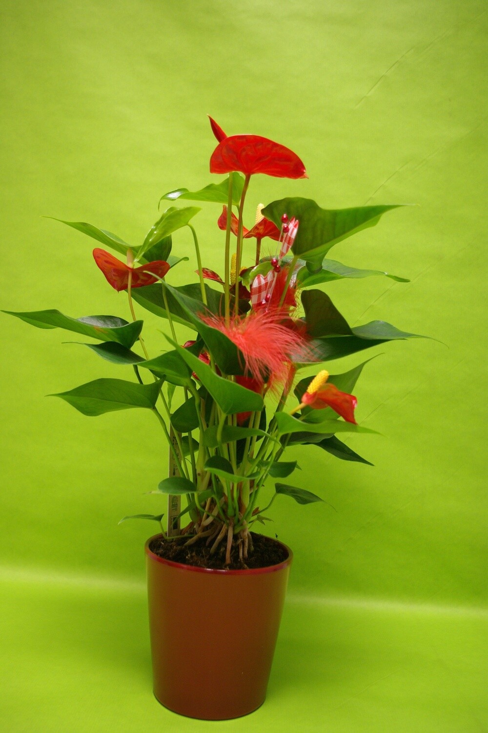 Anthurium