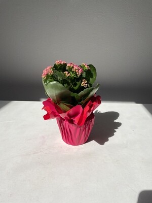 Kalanchoe PM