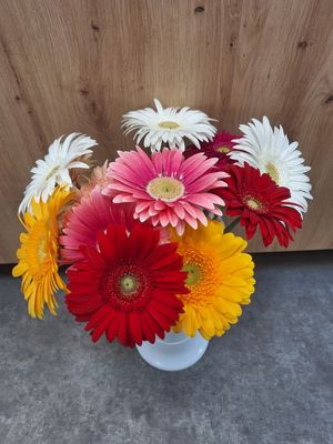 Gerbera (à l'unité)