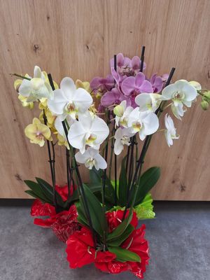 Orchidée 2