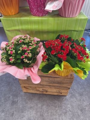 Kalanchoe