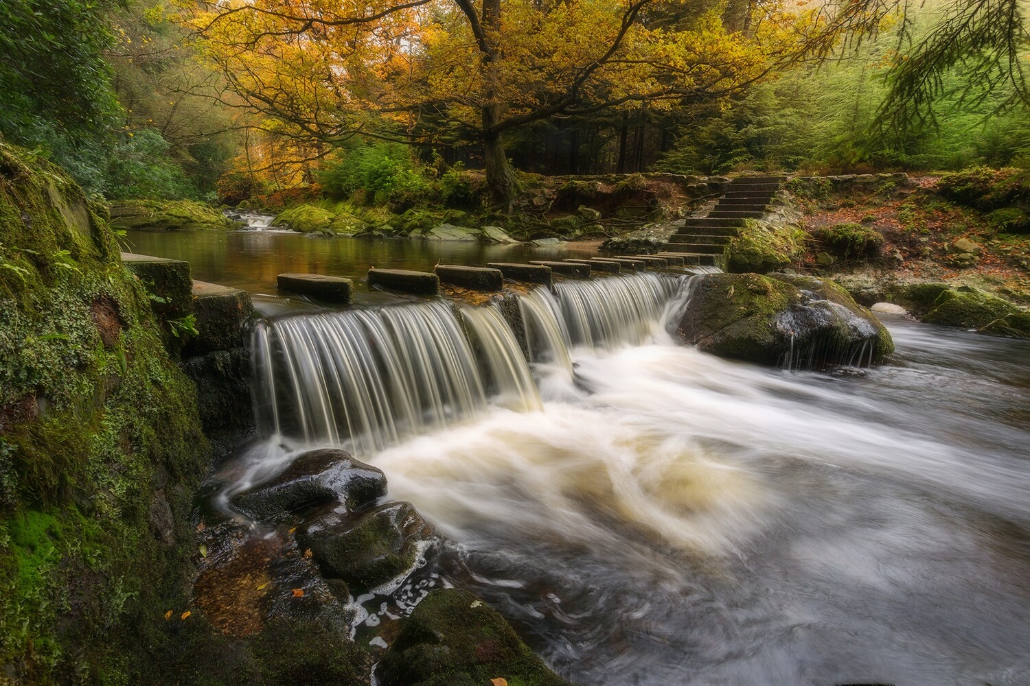 Stepping Stones - Tollymore Forest - Northern Ireland
