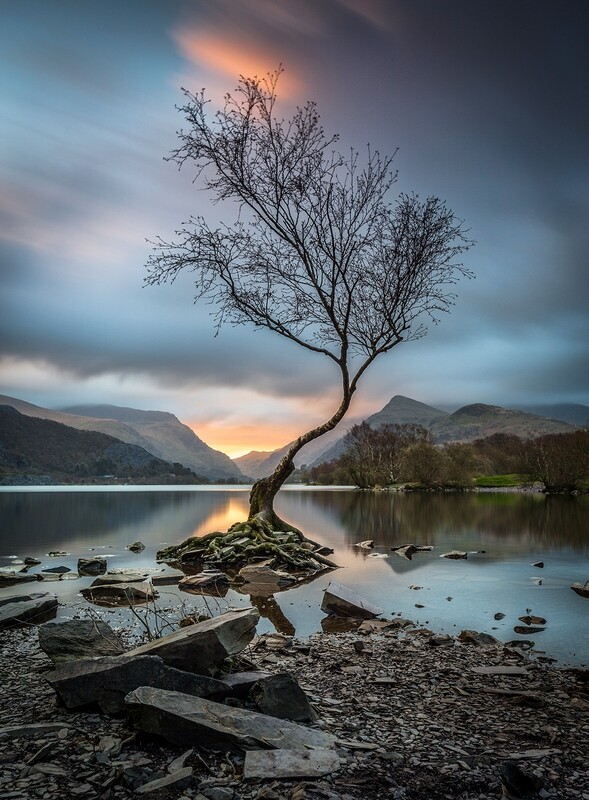 The Lone Tree - Llyn Padarn - North Wales