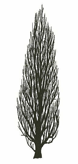 Stempel nr. 28 populier