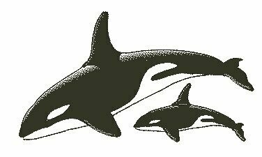 Stempel nr. 25 orca met jong
