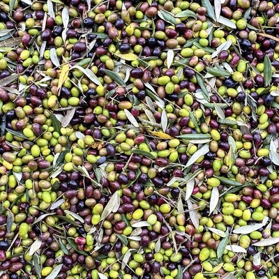 Extra Virgin Olive Oil