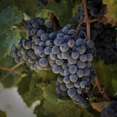 Red Wines