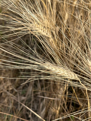 Artisanal Durum Wheat Pasta