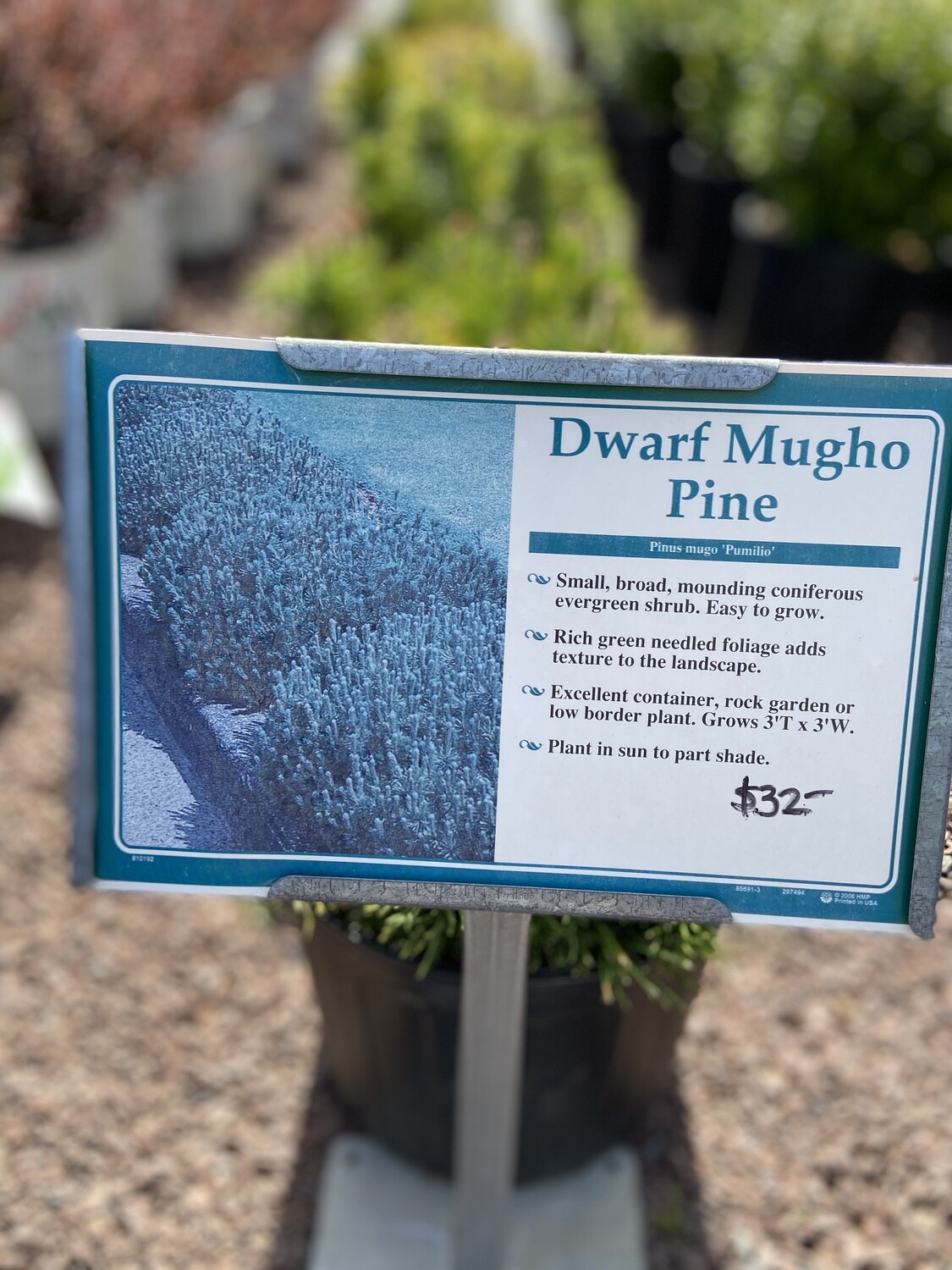 Dwarf Mugho Pine