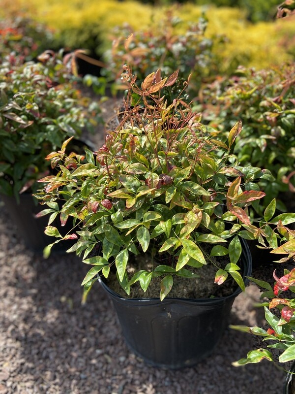 Firepower Nandina