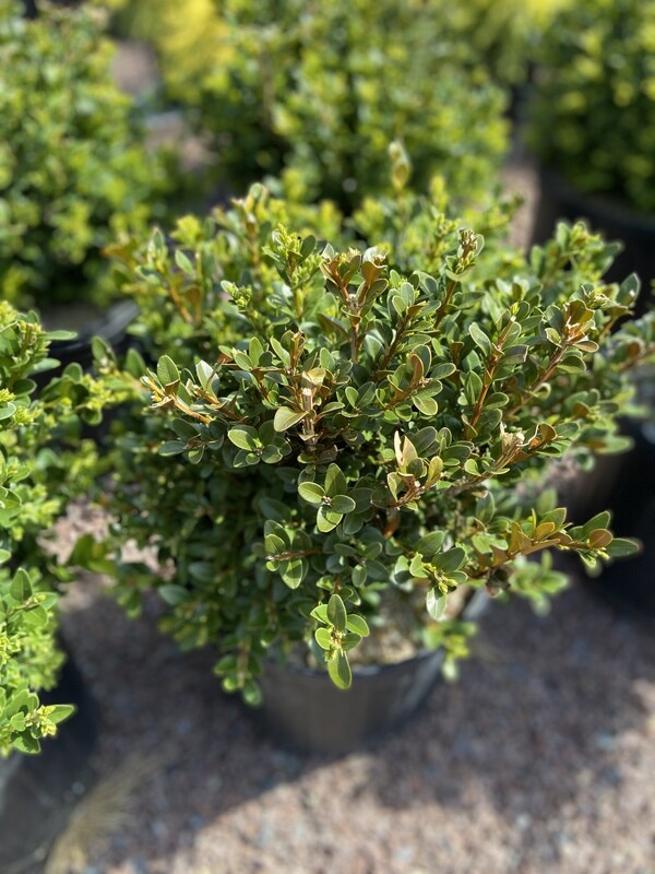 Green Velvet Boxwood