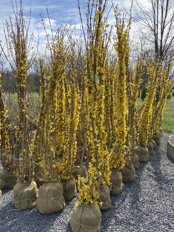 Lynwood Gold Forsythia