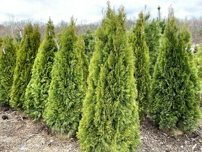 Trees &amp; Shrubs