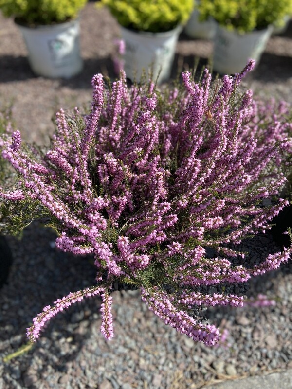Pink Heather