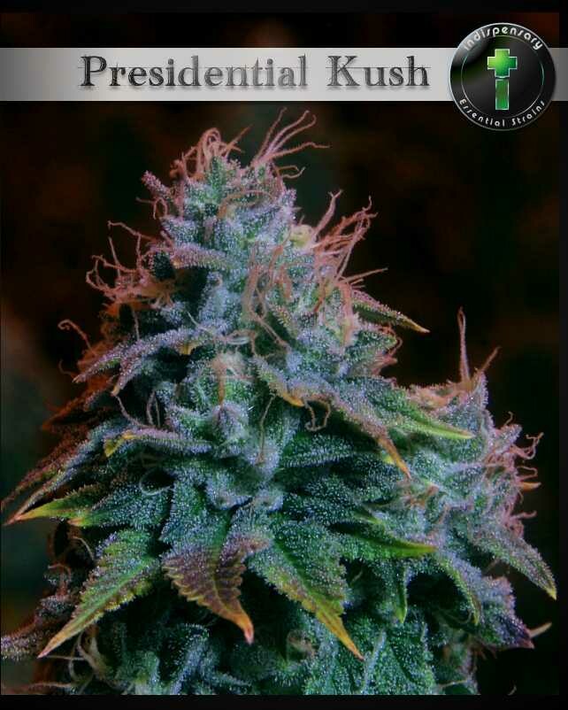Presidential Kush aka Godfather O.G. (Indica) Presidential Kush aka Godfather O.G. (Indica)