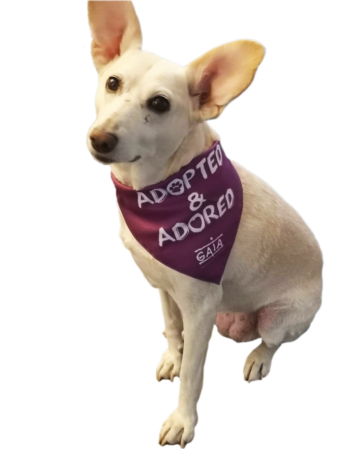 dog bandana &#39;Adopted &amp; adored&#39;