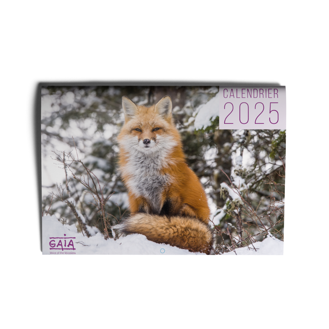 Calendrier annuel 2025 (FR)