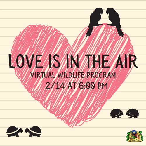Love is in the Air - Virtual Family Wildlife Program Love is in the Air - Virtual Family Wildlife Program