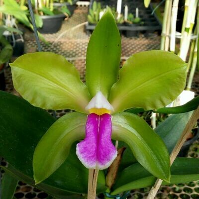 Cattleya bicolor s/ alba 1x2 sibling Cattleya bicolor s/ alba 1x2 sibling