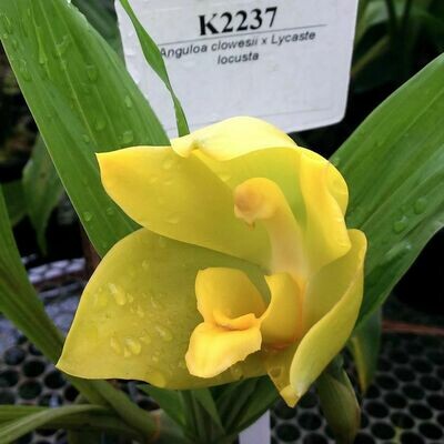 Anguloa clowesii x Lycaste locusta (Angulocaste Wyld Dragon) Anguloa clowesii x Lycaste locusta (Angulocaste Wyld Dragon)