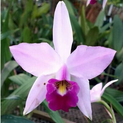 L. anceps s/alba x coerulea L. anceps s/alba x coerulea