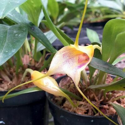 Masdevallia Gremlin (angulata x strobelii) Masdevallia Gremlin (angulata x strobelii)