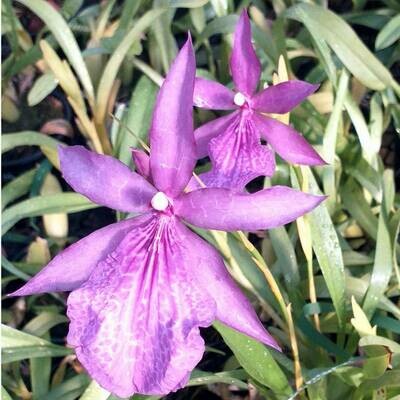 Milt. spectabilis mooreliana x Bealara Tahoma Gracier Milt. spectabilis mooreliana x Bealara Tahoma Gracier