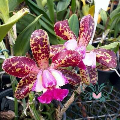 Blc. Hawaiian Variable x C. Cruzeiro do Sul Blc. Hawaiian Variable x C. Cruzeiro do Sul