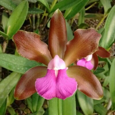 C. grossii ext self C. grossii ext self
