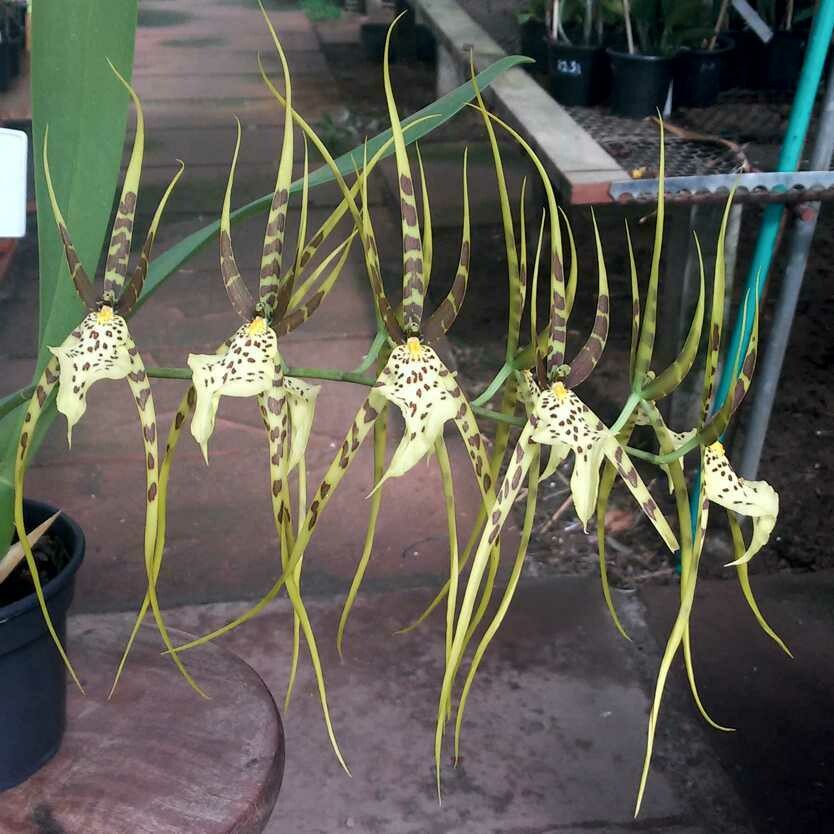 Brassia rex "Sakata" Brassia rex "Sakata"