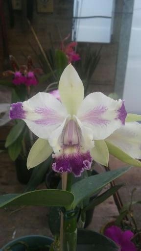 C. hibrida azulão Olimpia C. hibrida azulão Olimpia
